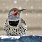 Northern Flicker